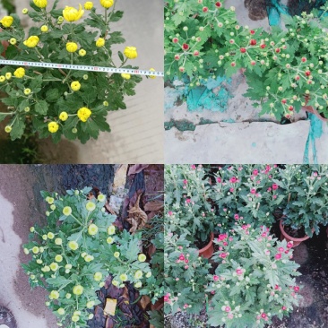 菊花～年菊～清明菊～整车批发