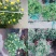 菊花～年菊～清明菊～整车批发