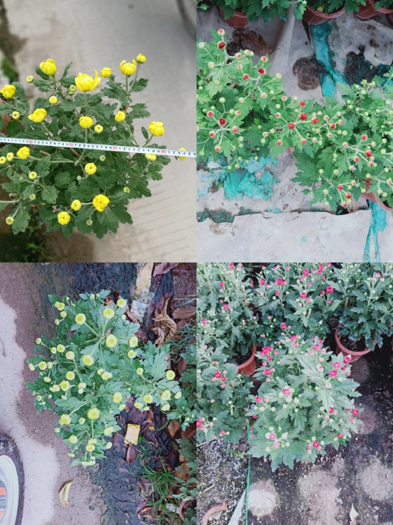 菊花～年菊～清明菊～整车批发