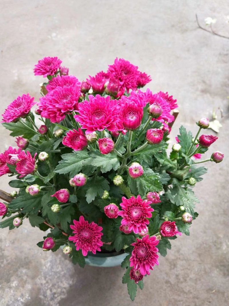 菊花～年菊～清明～整车批发