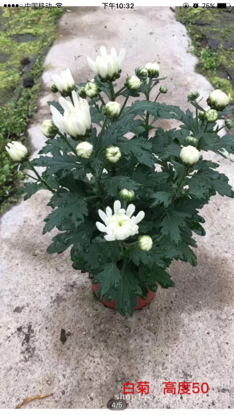 菊花～年菊～清明～整车批发