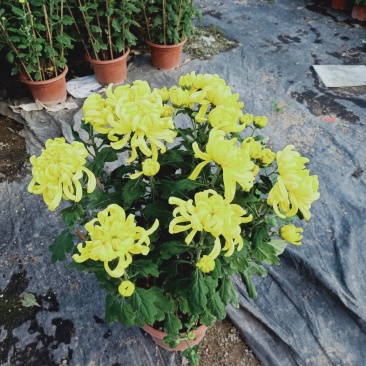 菊花～年菊～清明～整车批发