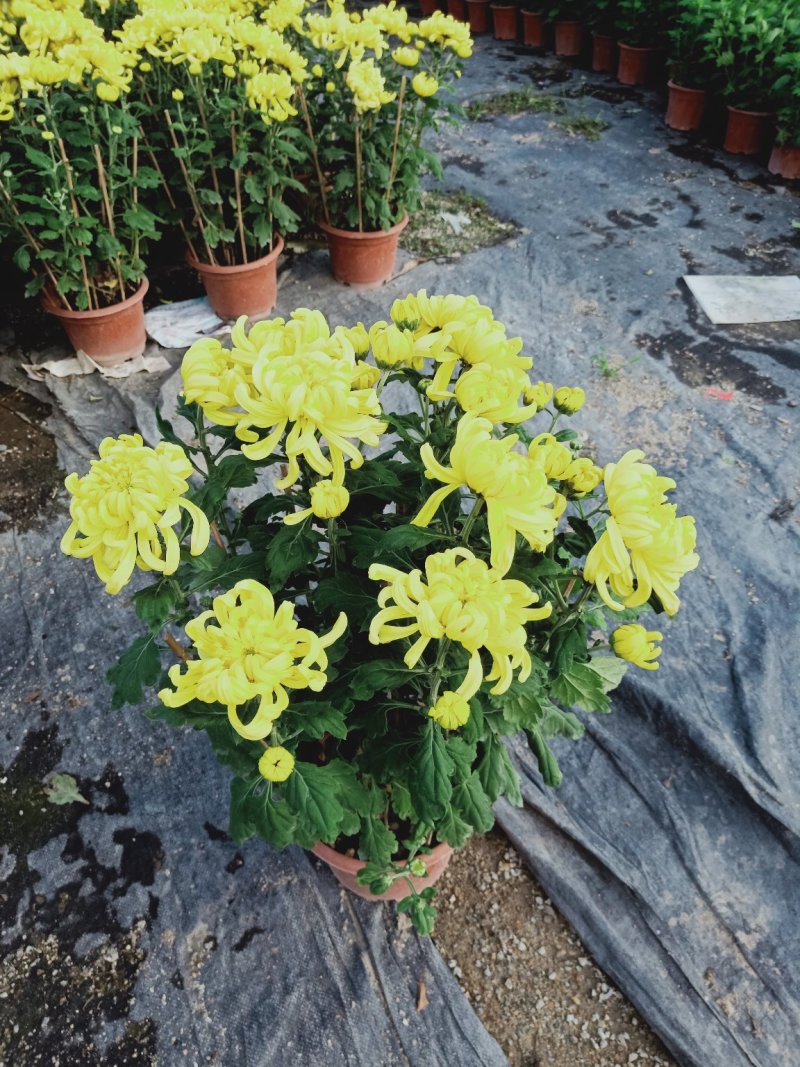 菊花～年菊～清明～整车批发