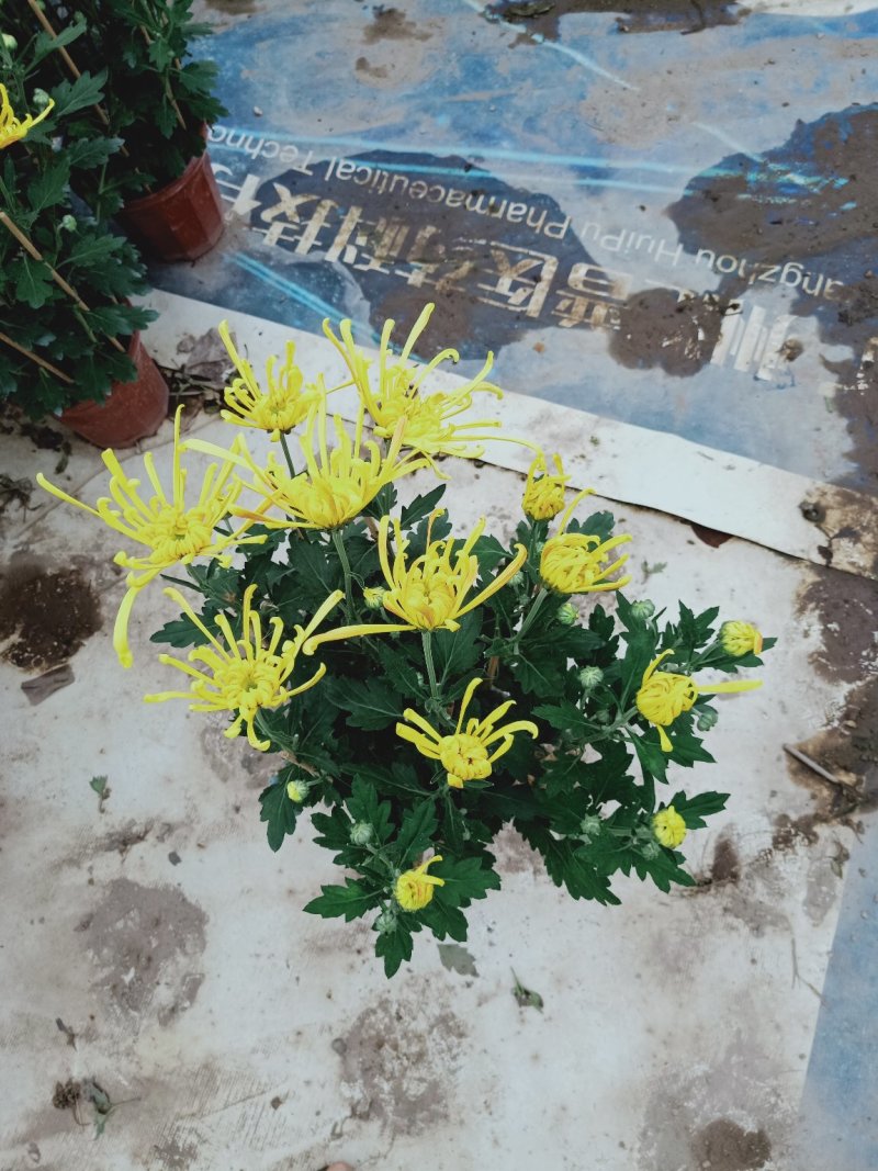 菊花～年菊～清明～整车批发