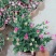 菊花～年菊～清明～整车批发