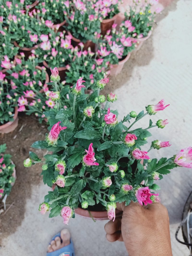 菊花～年菊～清明～整车批发