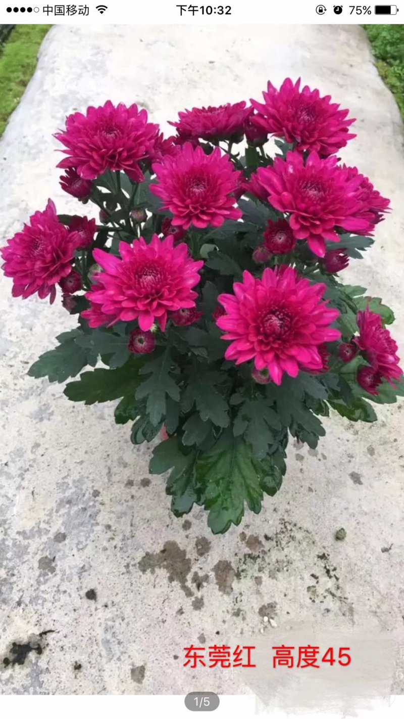 菊花～年菊～清明～整车批发