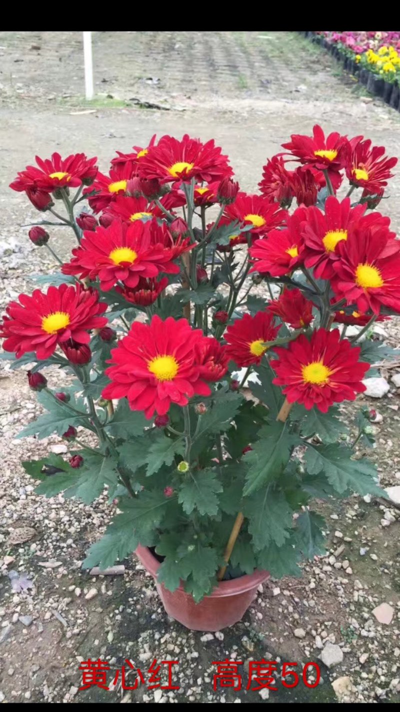 菊花～年菊～清明～整车批发