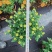 菊花～年菊～清明～整车批发