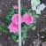 菊花～年菊～清明～整车批发