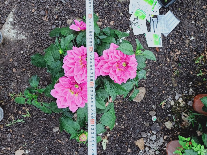 菊花～年菊～清明～整车批发