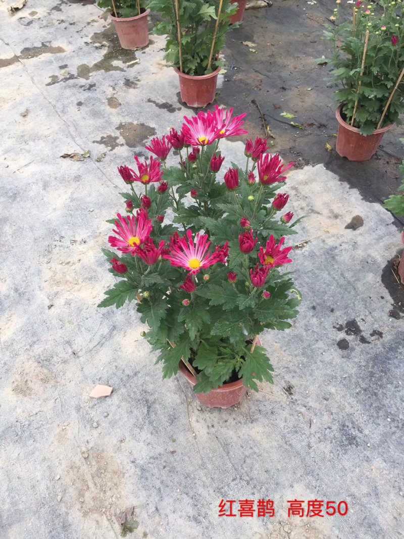 菊花～年菊～清明～整车批发