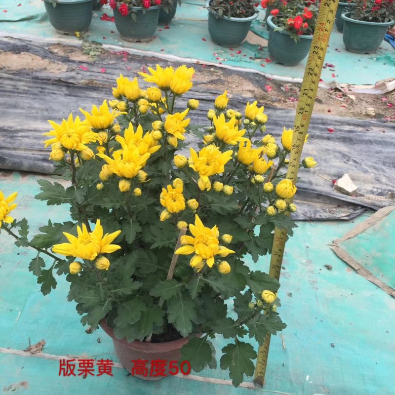 菊花～年菊～清明～整车批发
