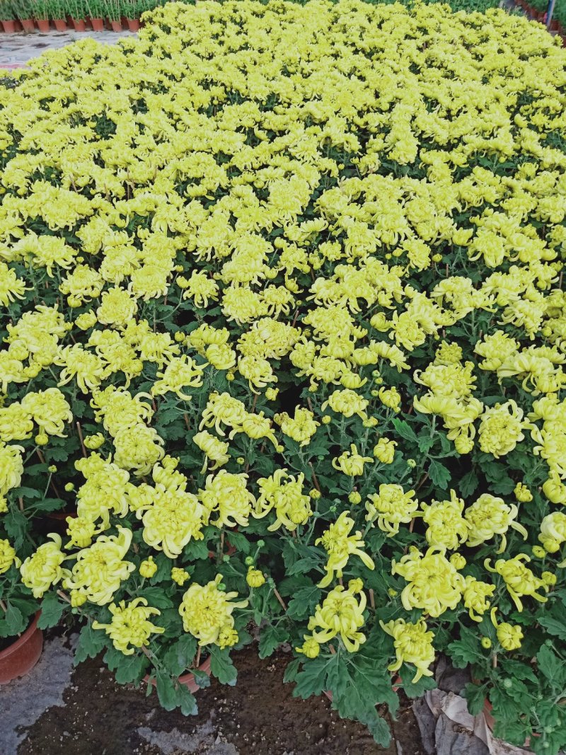 菊花～年菊～清明～整车批发