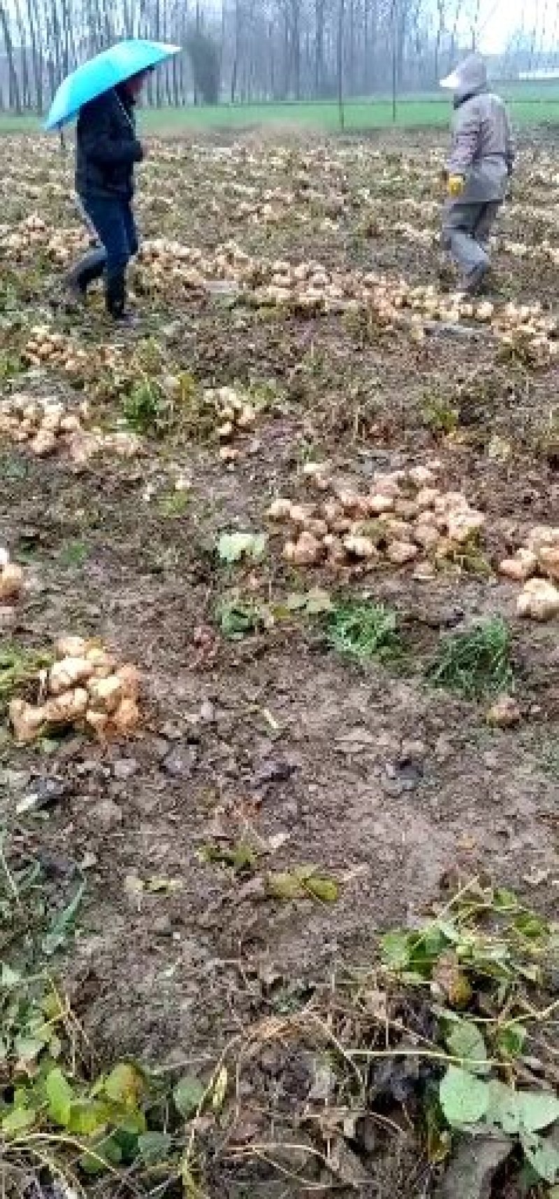 除了大量供应地瓜批发以外我们滴一件代发模式也兴起了呢。大
