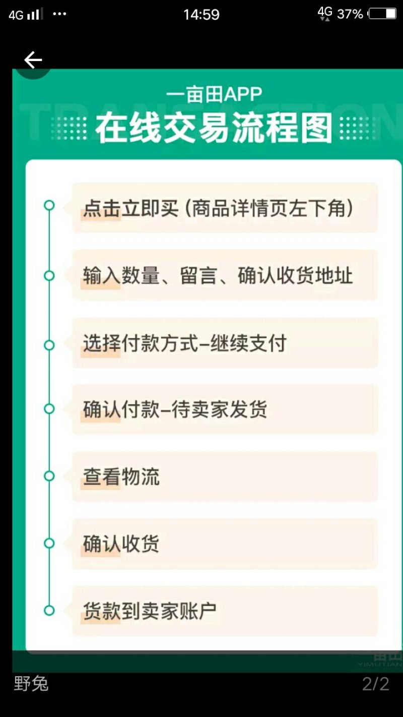 野生兔子