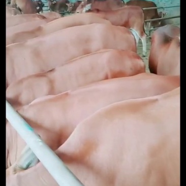 厂家直销肉牛犊200-300斤品种全,价格优惠