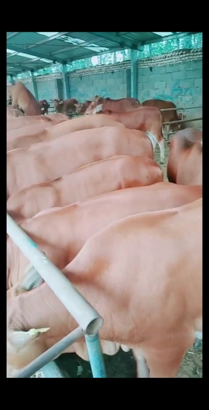 厂家直销肉牛犊200-300斤品种全，价格优惠