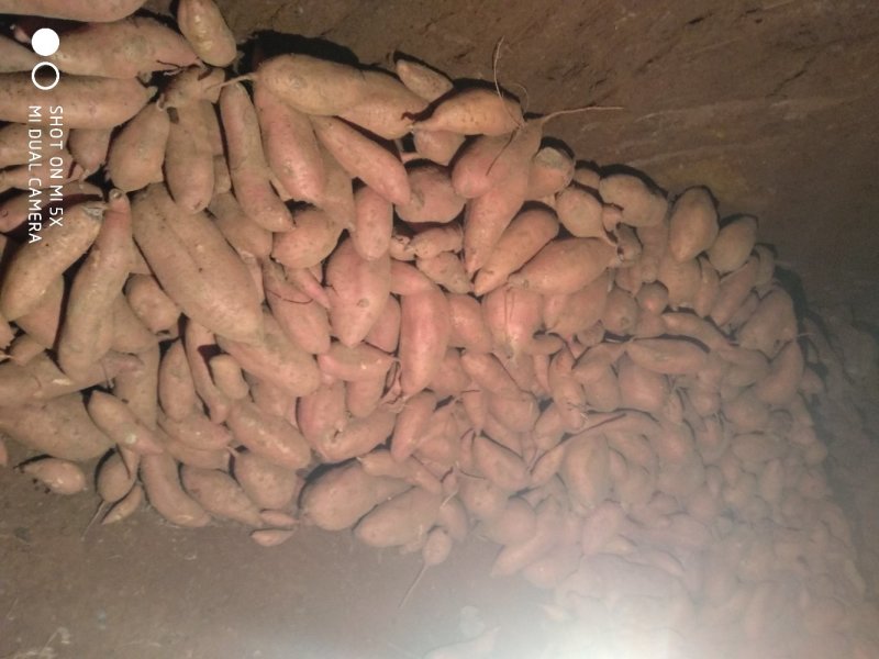 红薯