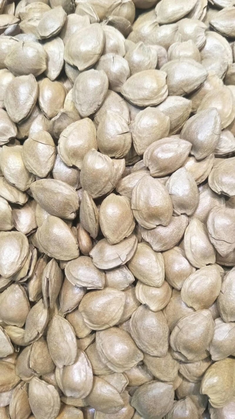 张家口蔚县土特产优质小颗粒龙王帽开口皮薄肉厚杏核批发