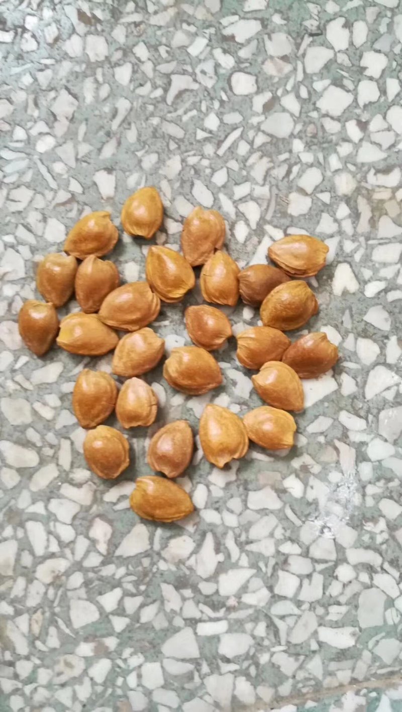 张家口蔚县土特产优质小颗粒龙王帽开口皮薄肉厚杏核批发