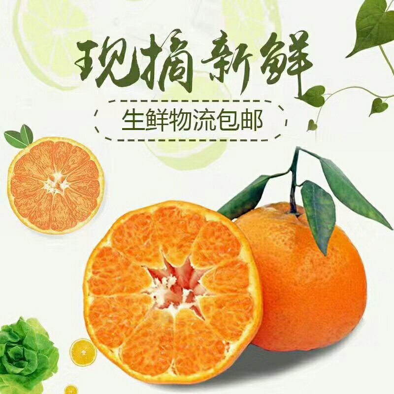自家果园蒲江春见耙耙柑一件代发批发5斤大果