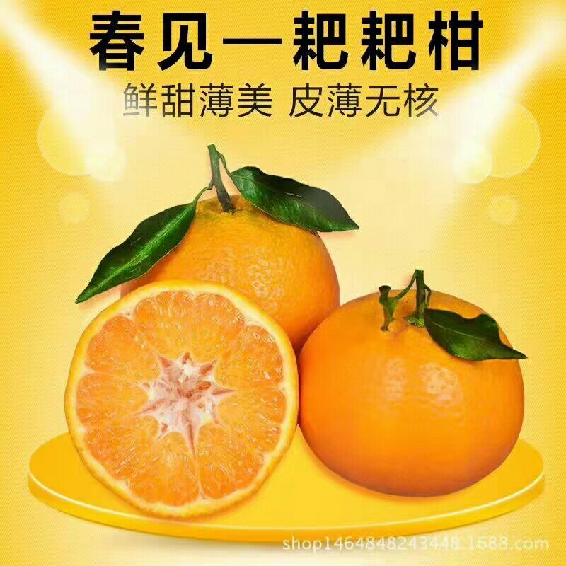 自家果园蒲江春见耙耙柑一件代发批发5斤大果