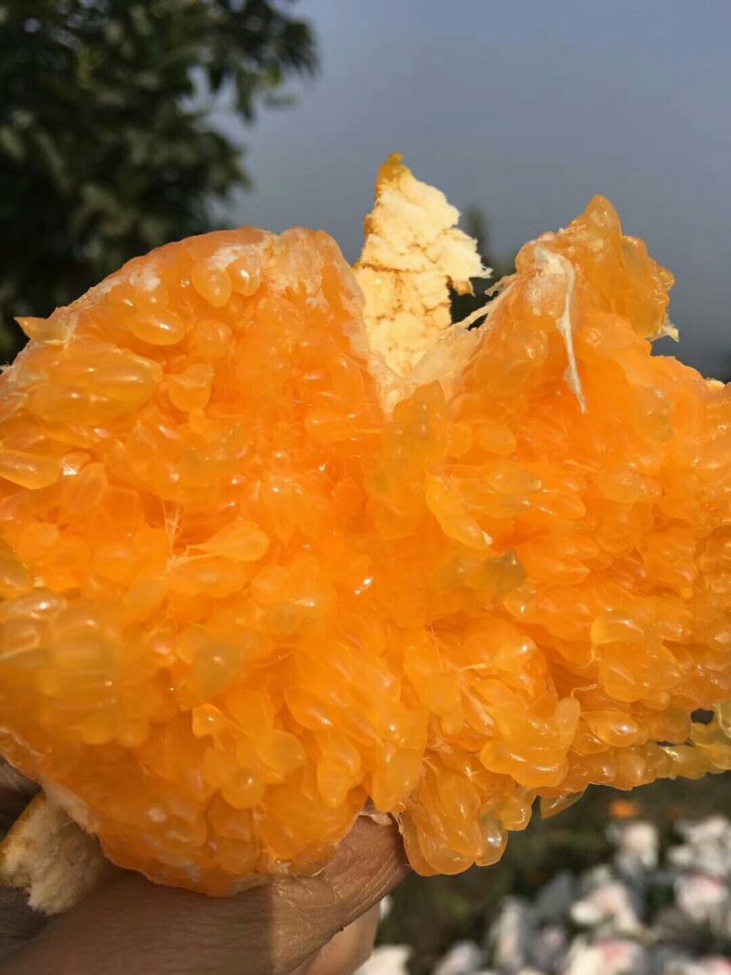 自家果园蒲江春见耙耙柑一件代发批发5斤大果