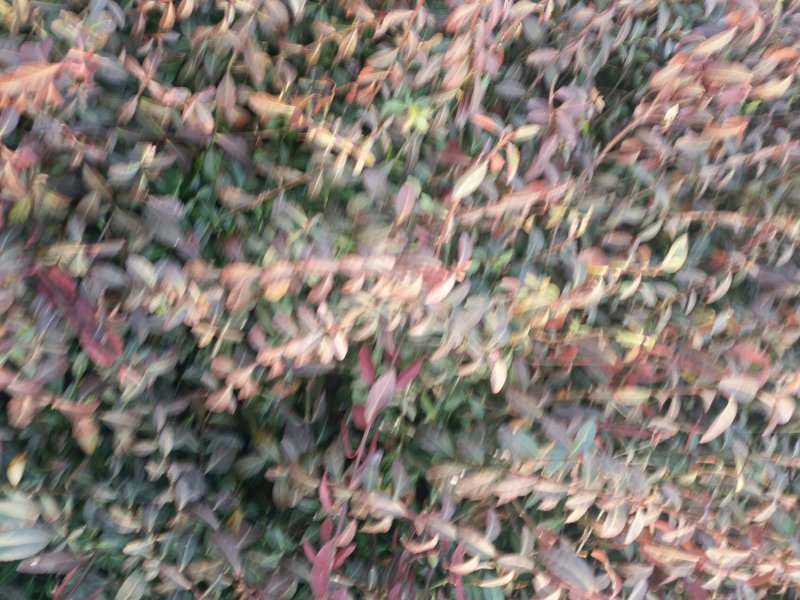 小叶扶芳藤30一40一50公分长小叶扶芳藤