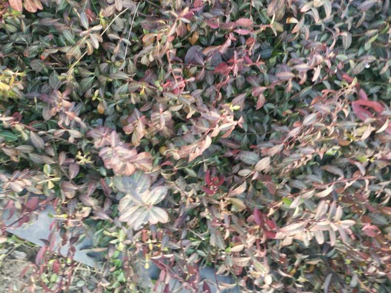小叶扶芳藤30一40一50公分长小叶扶芳藤