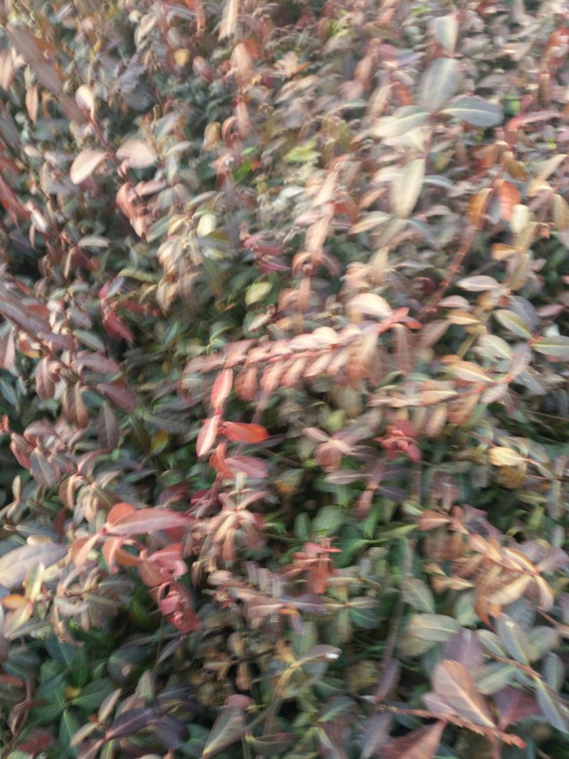 小叶扶芳藤30一40一50公分长小叶扶芳藤