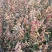 小叶扶芳藤30一40一50公分长小叶扶芳藤