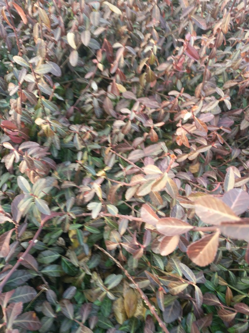 小叶扶芳藤30一40一50公分长小叶扶芳藤