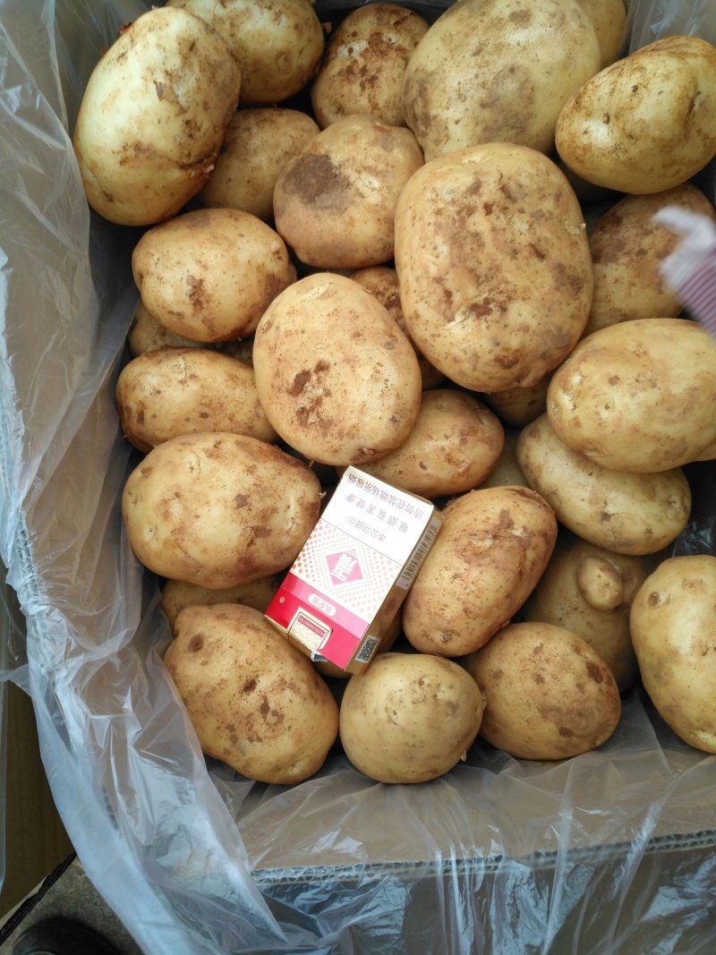 精品丽薯六号土豆
