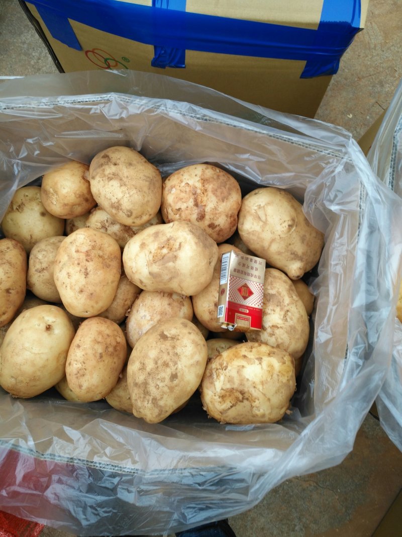 精品丽薯六号土豆