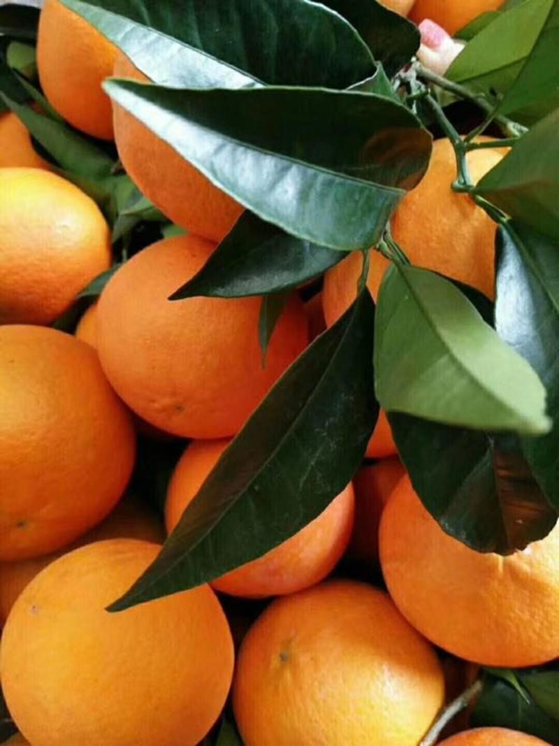 脐橙，橙子果园看货，大量供应，口感颜色不错！现摘新鲜！