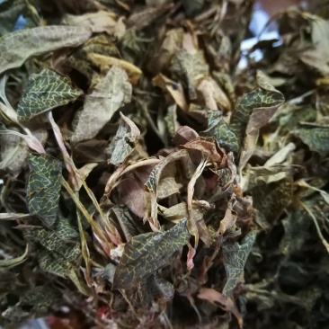 金线莲干品，金线莲干货金线莲可煲汤泡茶