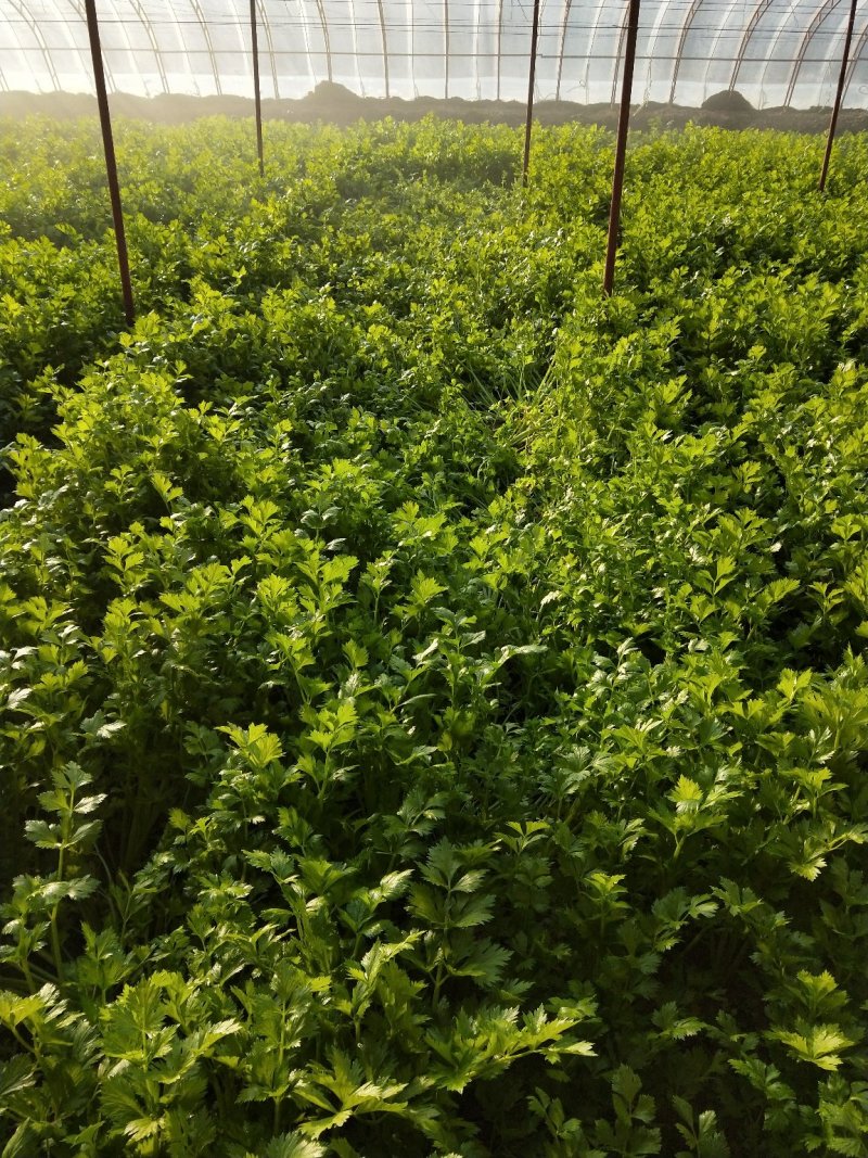 合作社直销，津青75大白菜，西芹芹菜，西红柿