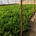 合作社直销，津青75大白菜，西芹芹菜，西红柿