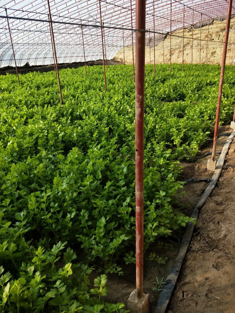 合作社直销，津青75大白菜，西芹芹菜，西红柿