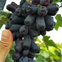 加州蓝宝石葡萄苗，品种纯正，成活率高，挂果早，