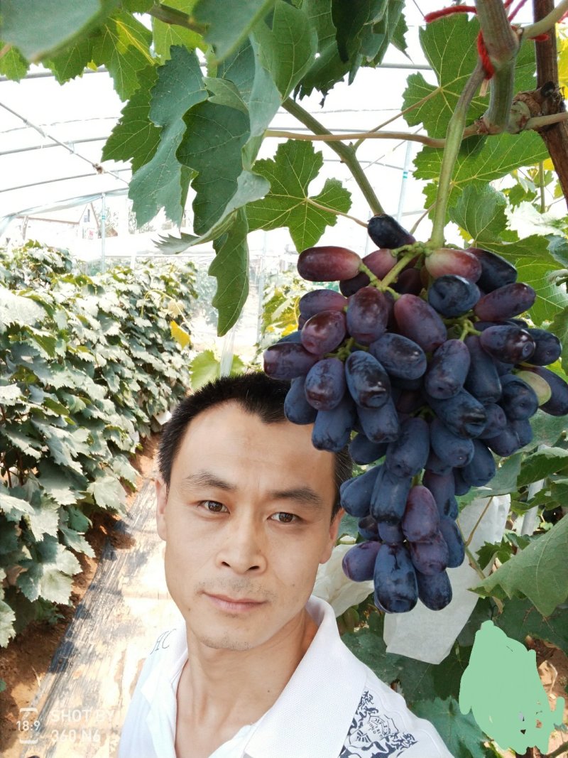 加州蓝宝石葡萄苗，品种纯正，成活率高，挂果早，