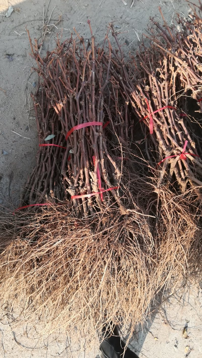 加州蓝宝石葡萄苗，品种纯正，成活率高，挂果早，