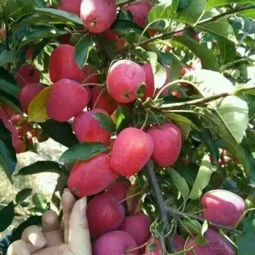 鸡心果苗基地直供免费提供种植技术保湿邮寄