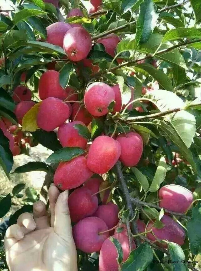 鸡心果苗基地直供免费提供种植技术保湿邮寄