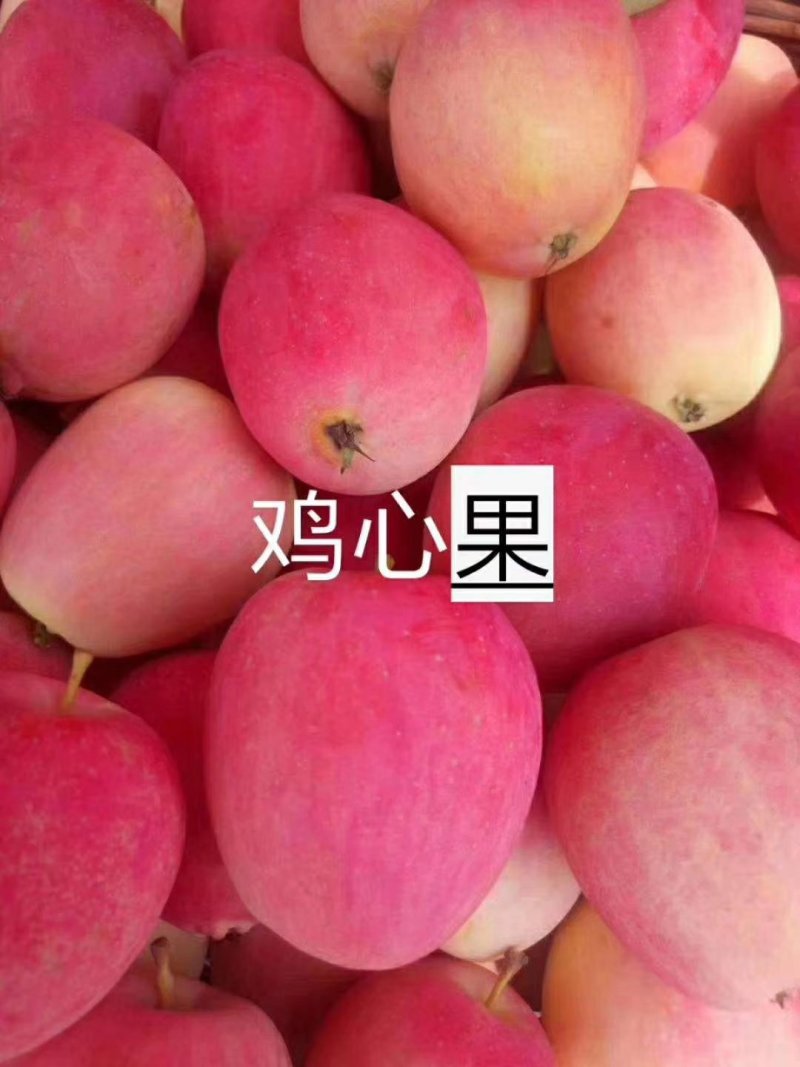 鸡心果苗基地直供免费提供种植技术保湿邮寄