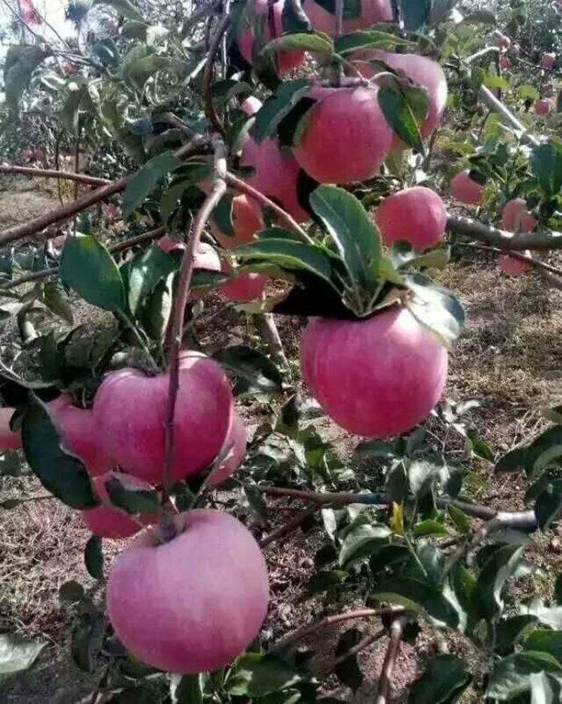 鸡心果苗基地直供免费提供种植技术保湿邮寄