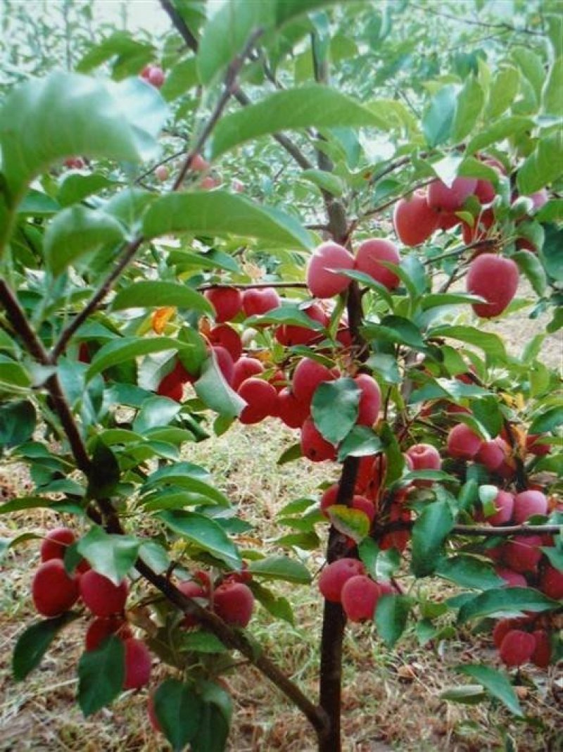 鸡心果苗基地直供免费提供种植技术保湿邮寄