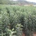 鸡心果苗基地直供免费提供种植技术保湿邮寄