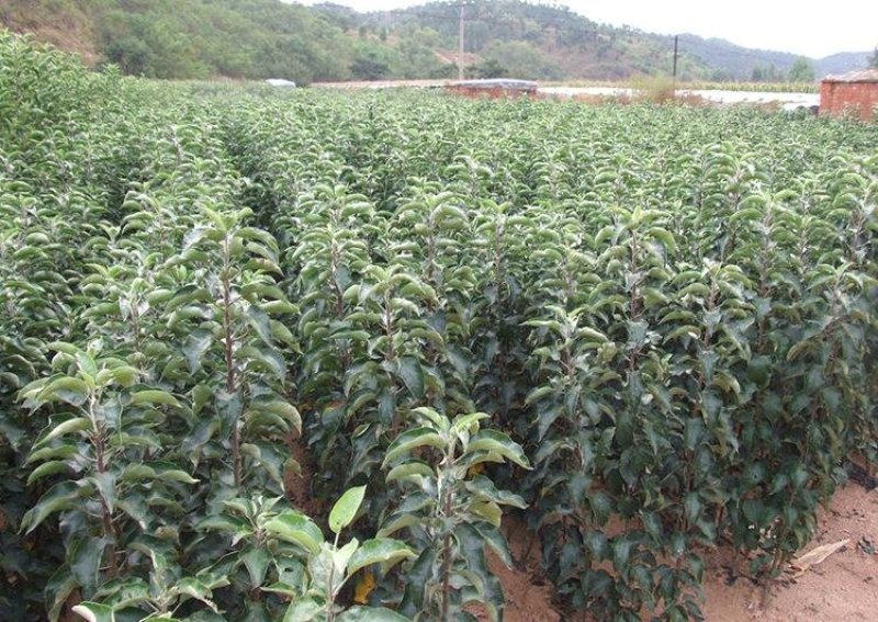 鸡心果苗基地直供免费提供种植技术保湿邮寄